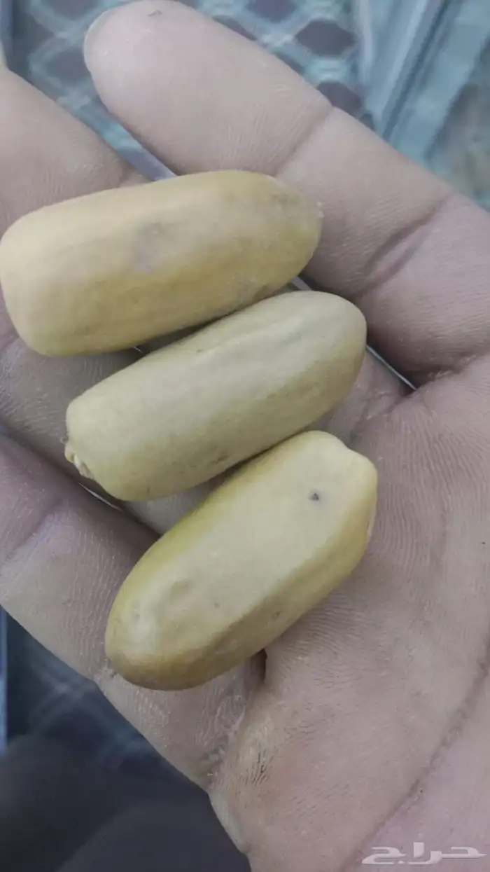 يوجد غرايس نخل بياض نجران كفو 9
