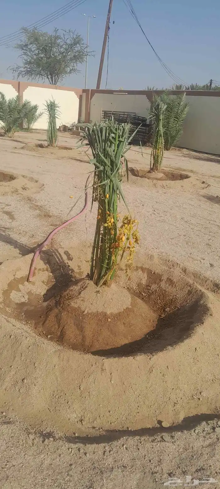 نخل اللبيع في الرياض 3