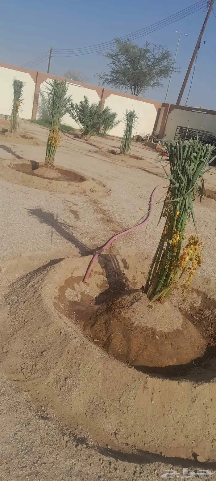 نخل اللبيع في الرياض 4