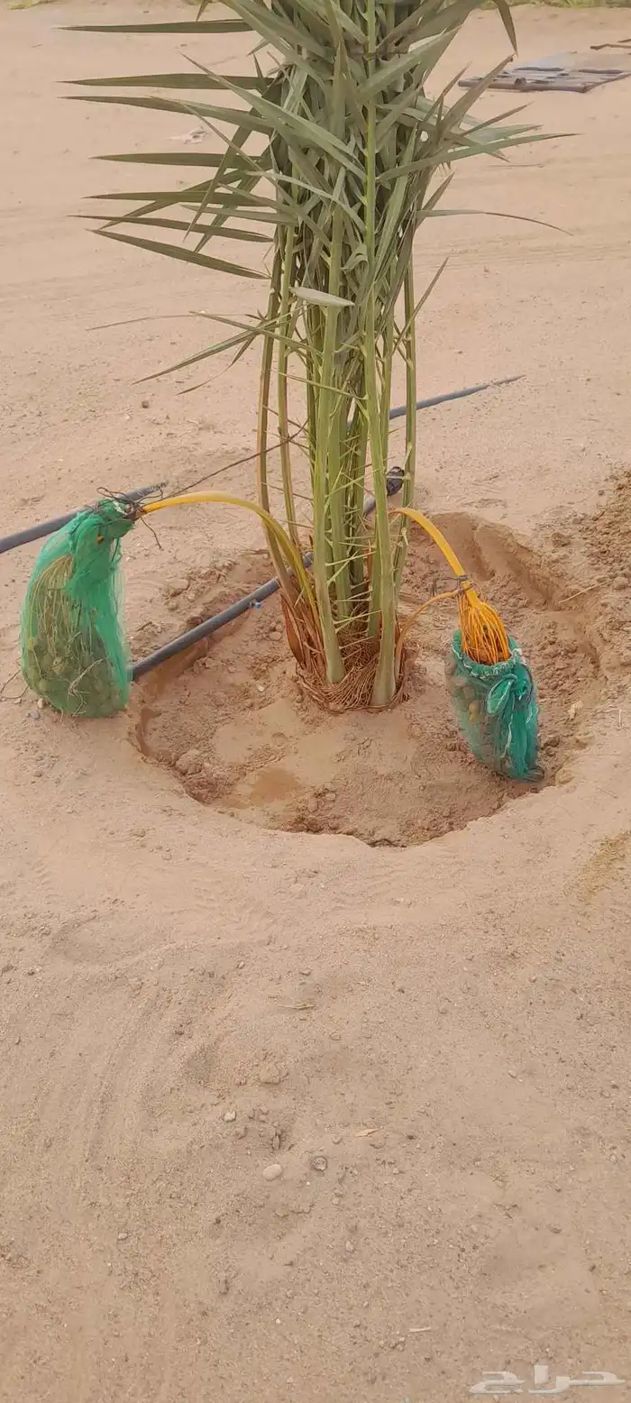 نخل اللبيع في الرياض 5