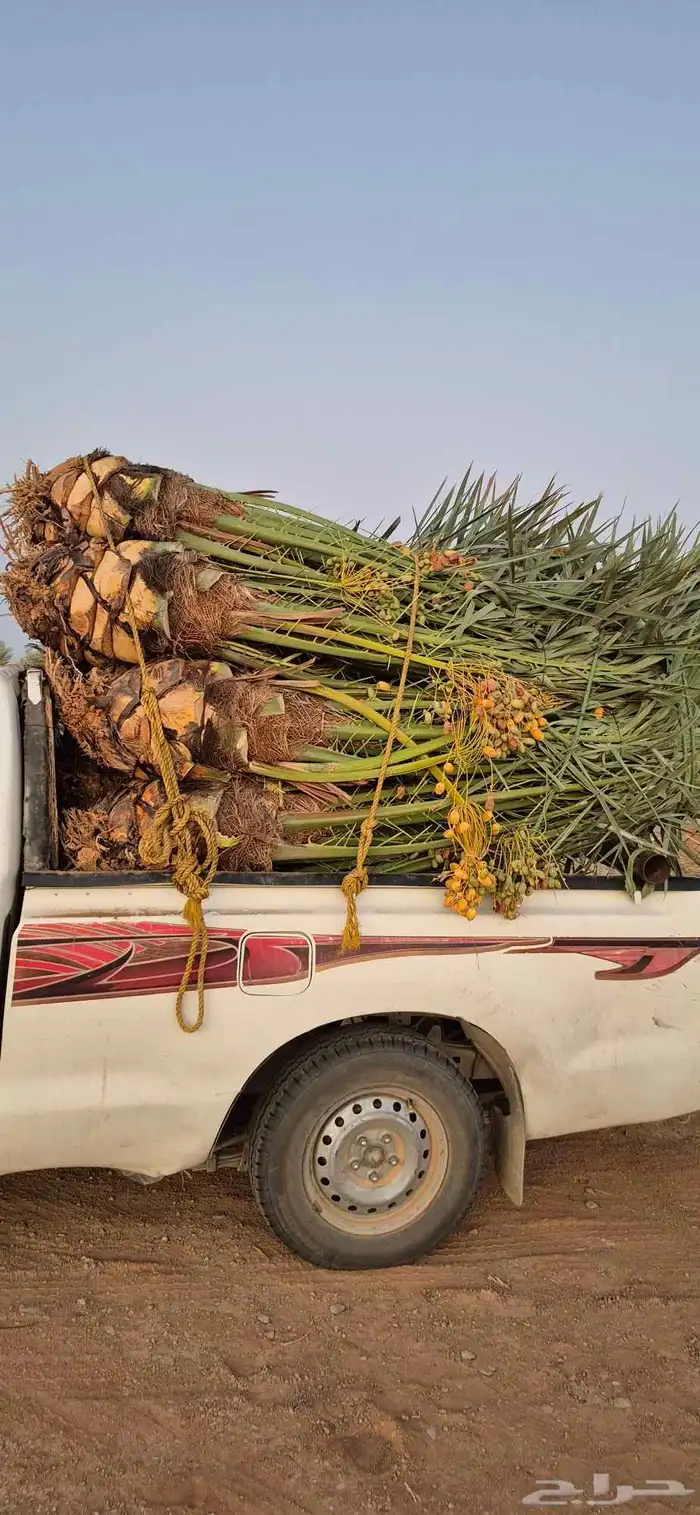 نخل اللبيع في الرياض 0