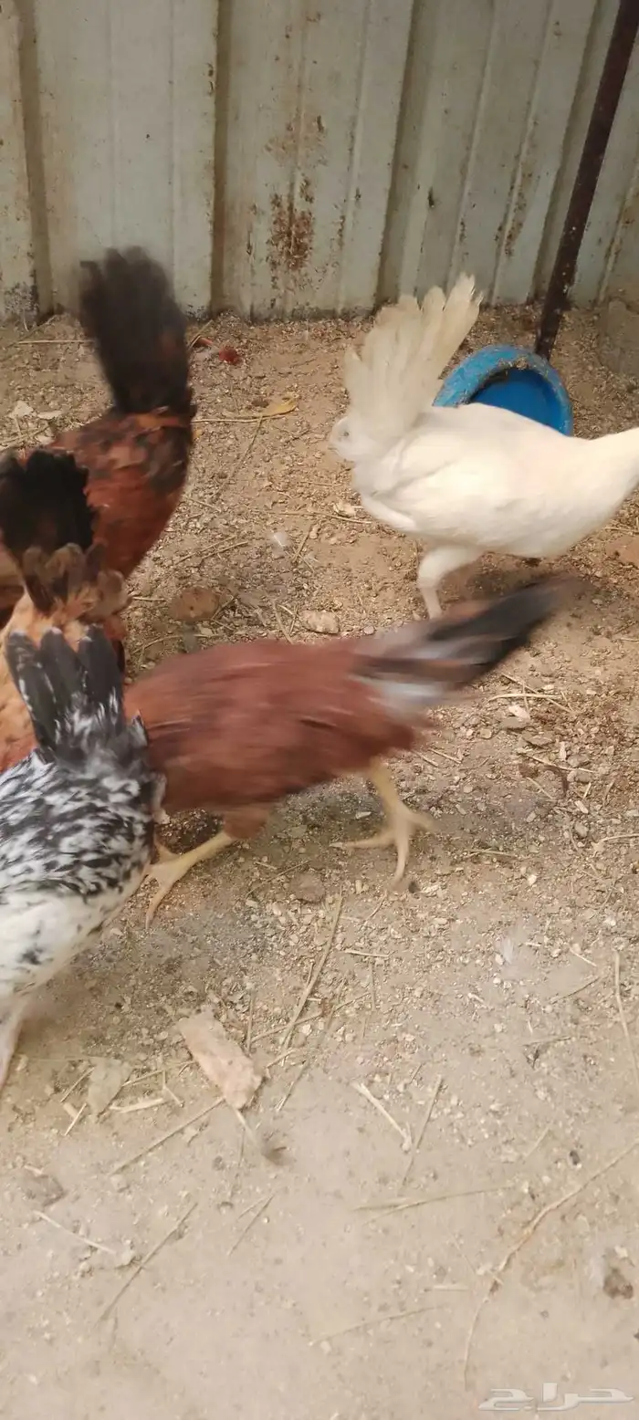 ديوك دجاج بلدي و فيومي للبيع 6
