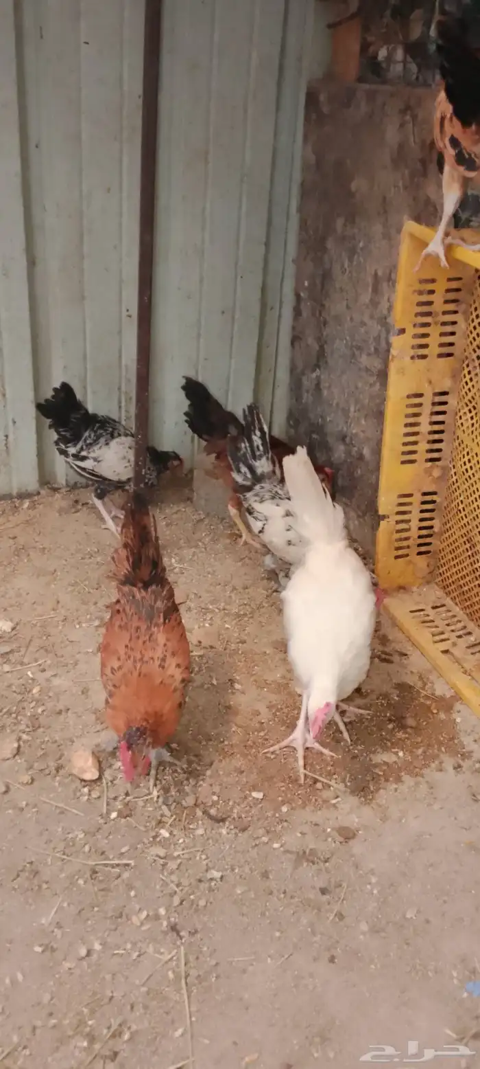 ديوك دجاج بلدي و فيومي للبيع 0
