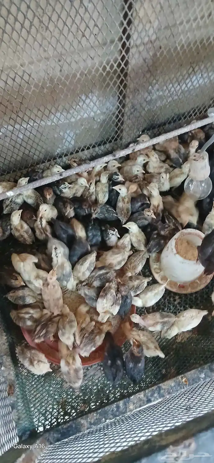 صصان دجاج بلدي 0