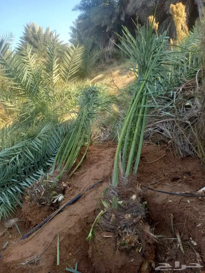 نخل مثمر اخلاص سكري صقعي مجدول نبوت سلطان خضري شيشي 4
