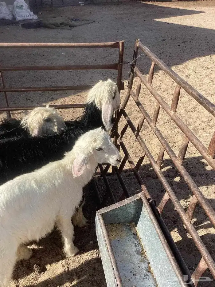 للبيع بهم نجد 7