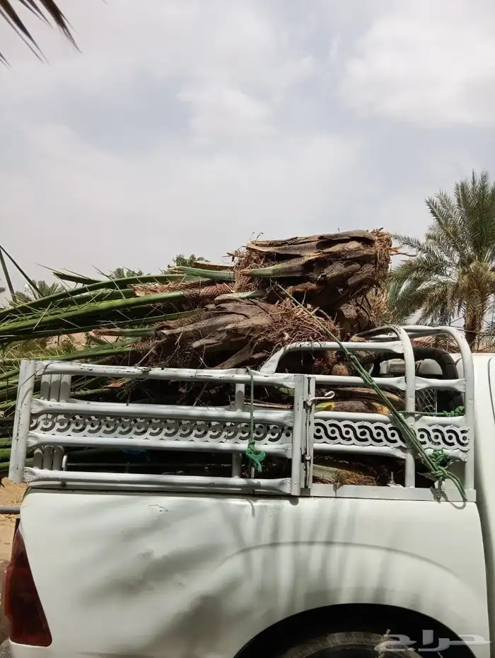 يوجد غرايس نخل بياض نجران كفو 7
