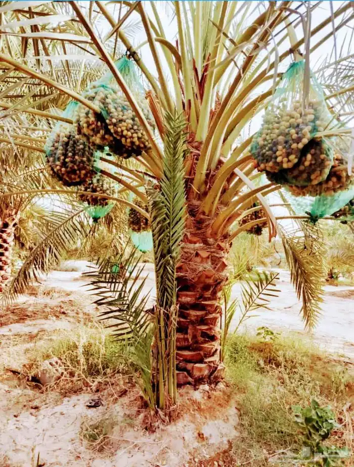 نخل مثمر نقايل جثايث اخلاص سكري برحي صقعي شيشي واشنطني 2