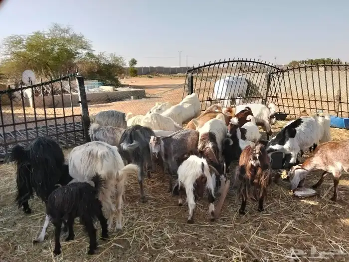 معزا مشاريك مضاريع و دفيع 1