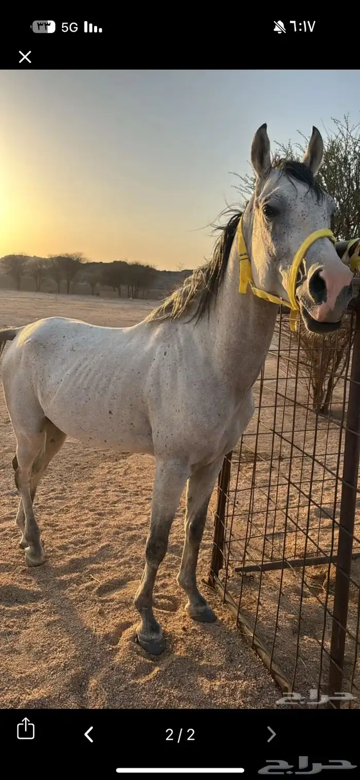 حصان شعبي كفو 2