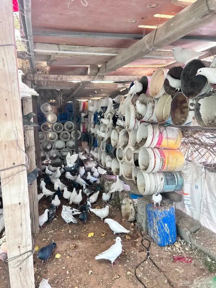 حمام فرنسي 11