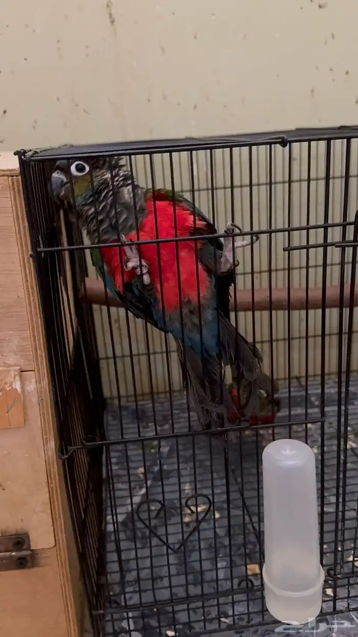 كنيور كريمسون 4