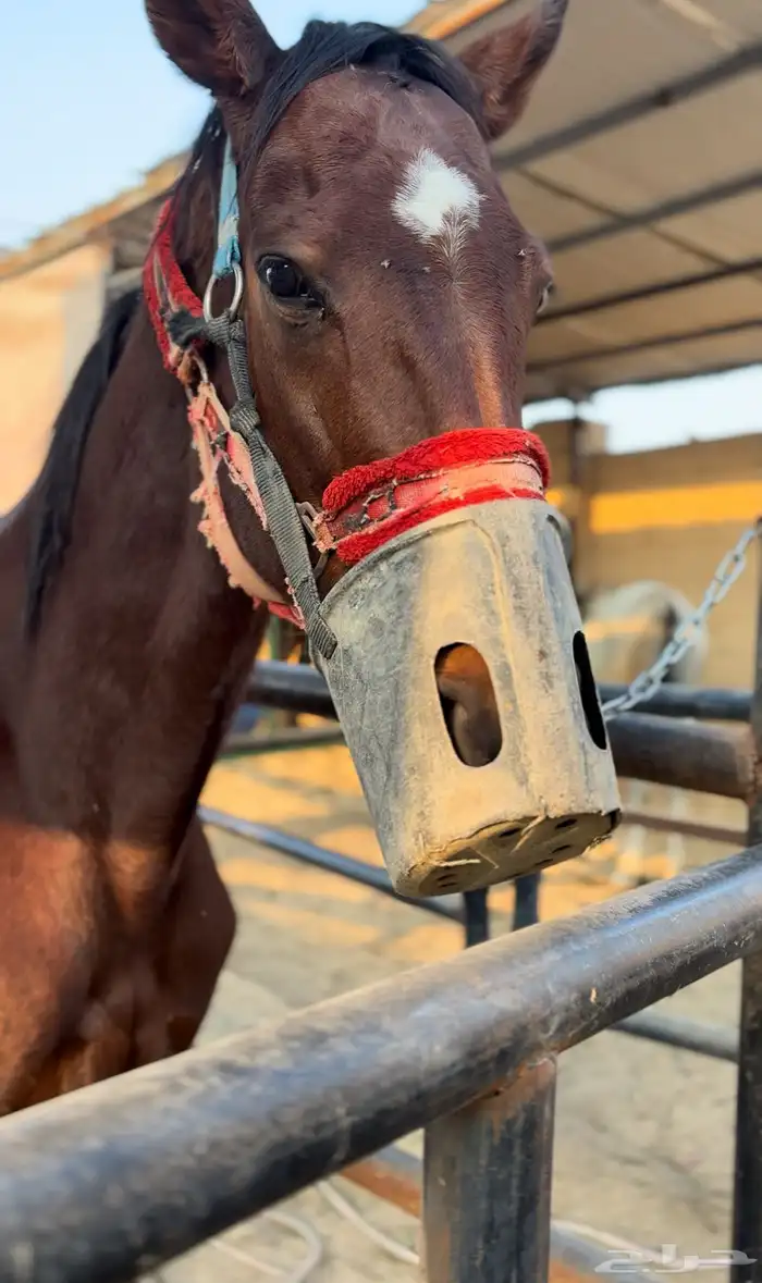 فرس مشروكة 3