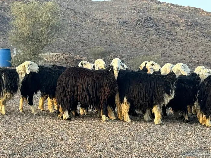 رخال نجد وسم واحد 6