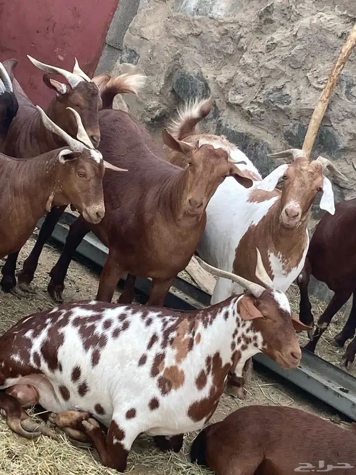 ذبايح مع الذبح والتوصيل 42