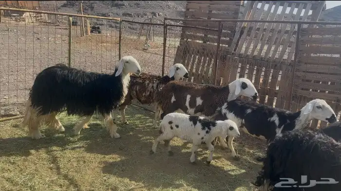 رخال نجديه 2