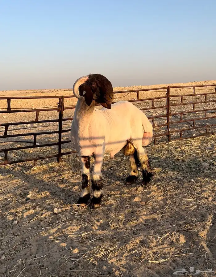 جذع ادبس صنف فحل غنم نعيمي 1