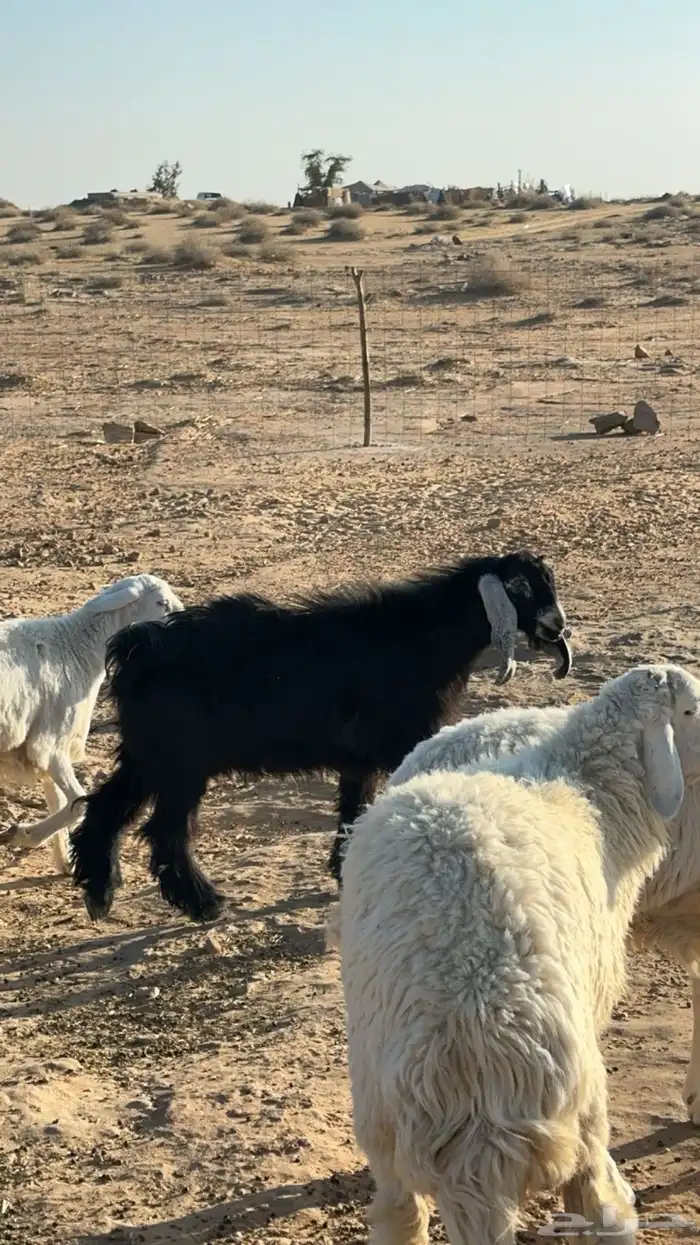 Young Male Goat Guaranteed 2