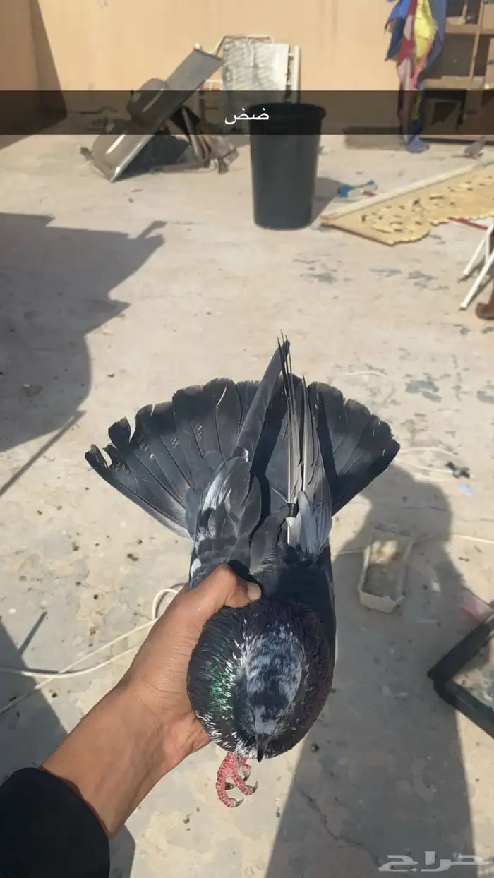 Purple Pigeon Male Khambi 1