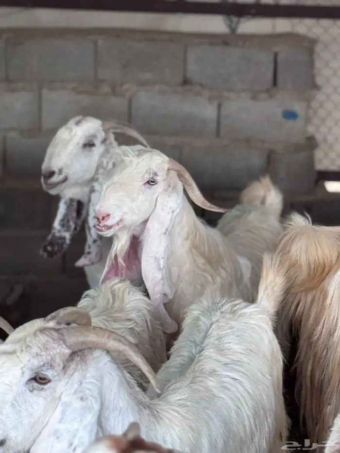 معزا مشاريك بيض 1