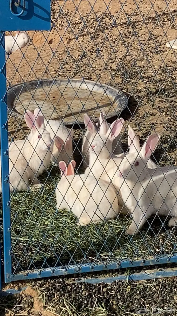 Cage for sale with rabbits 1