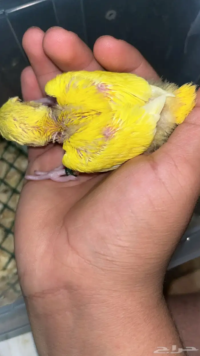 Rose chicks available accepting handfeeding 7