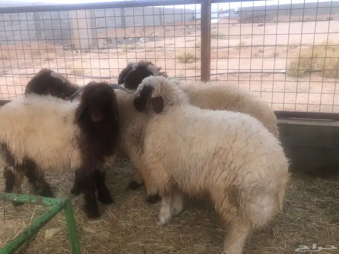 Various Sacrifices and Suitable Prices AlQurain 2