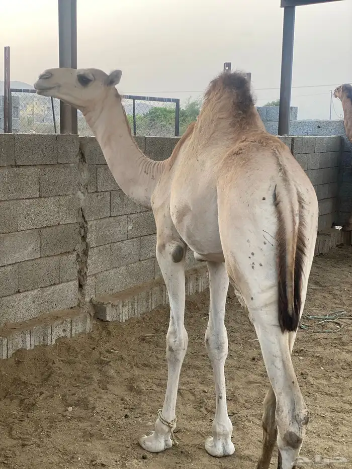 قعود فل شحم 3