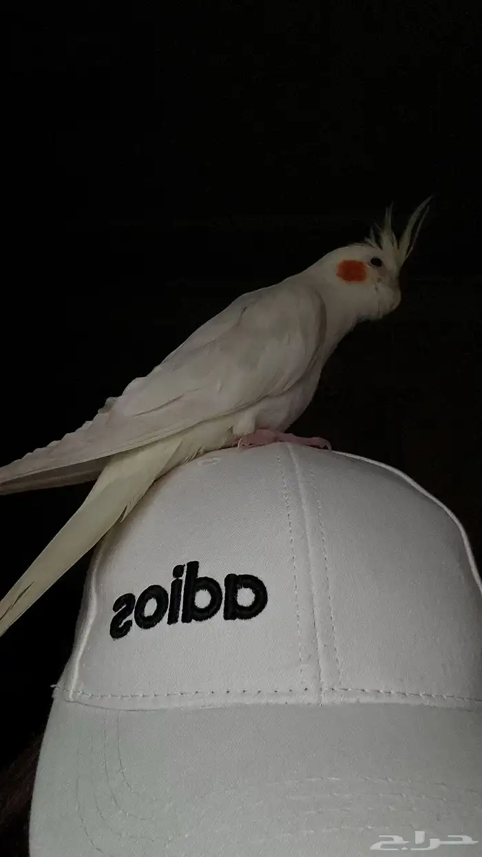 A female budgerigar bird is friendly 4