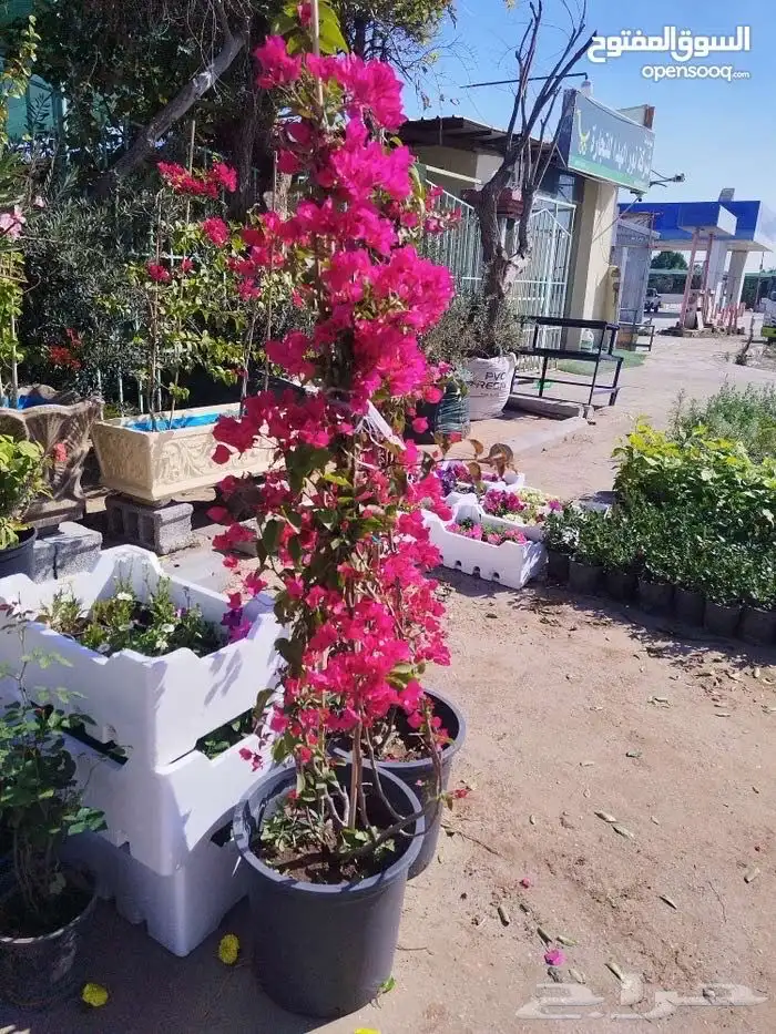 Home garden landscaping 28