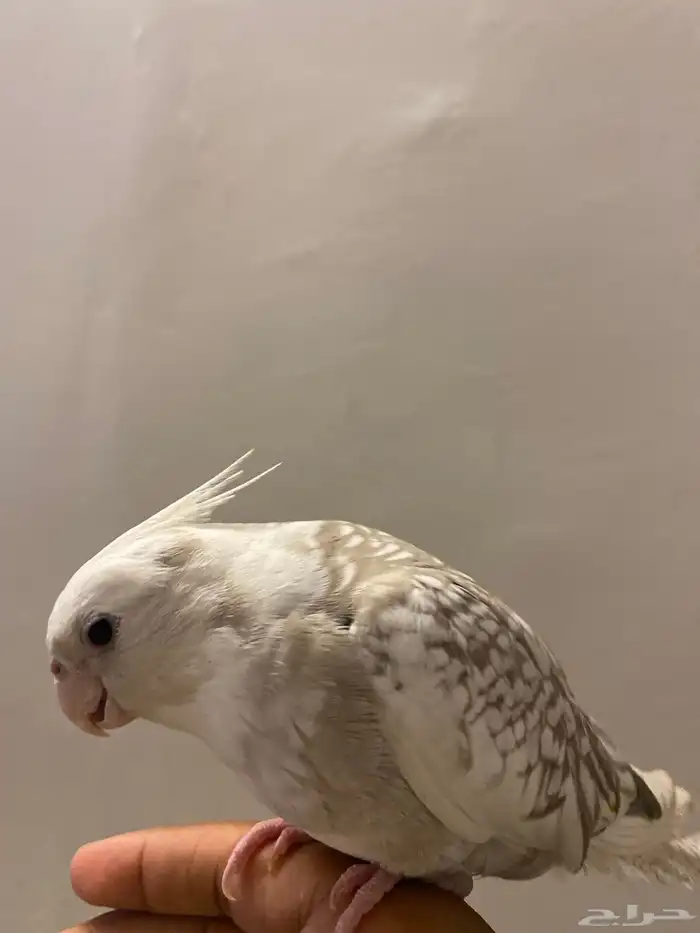 كروان هولندي اليف 4