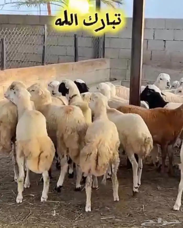 كباشة بلدي ذبايح 4