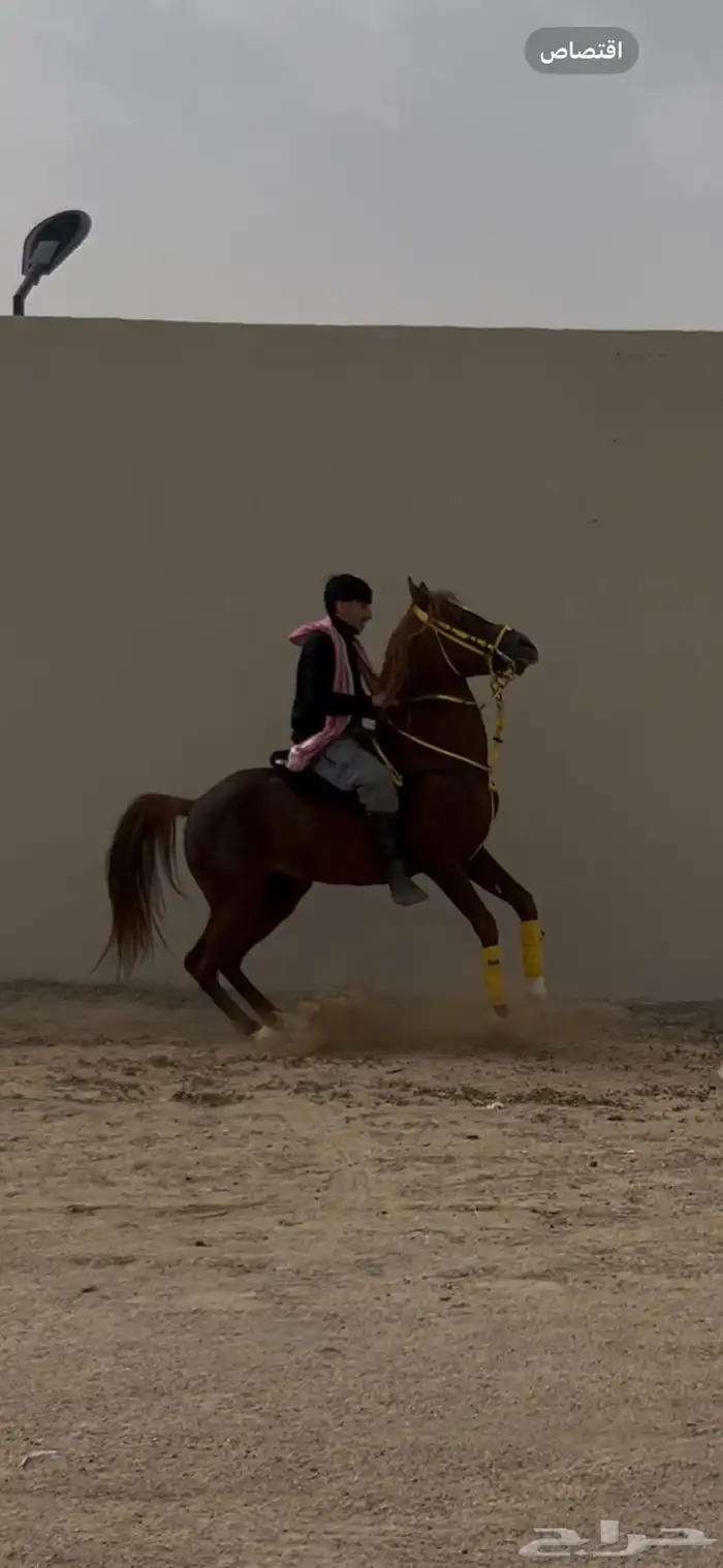 حصان شعبي   الابجر 2