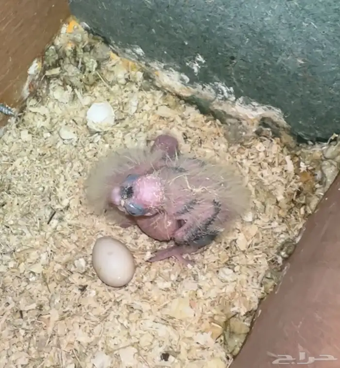 Pair of canaries with their chick 3
