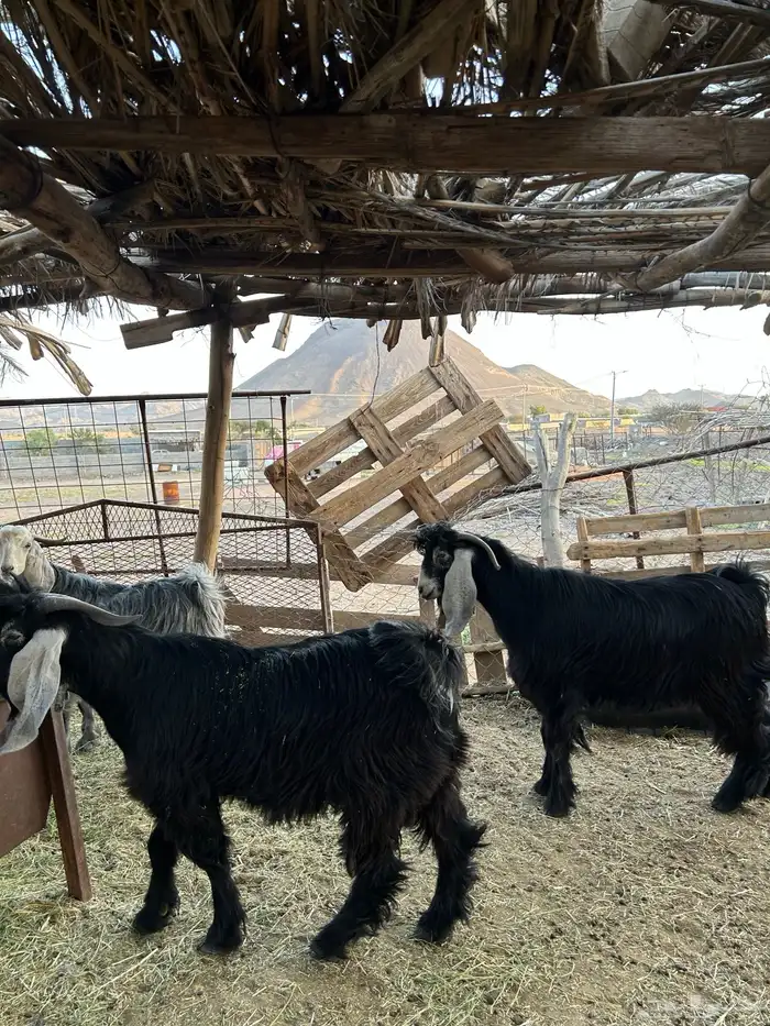 تيوس مخاصي 2