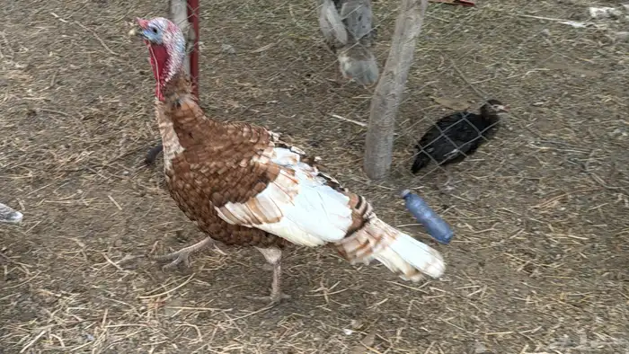 زوج رومي منتج 5