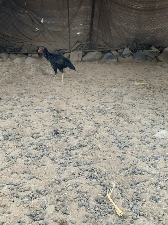 دجاجه سنديه 3