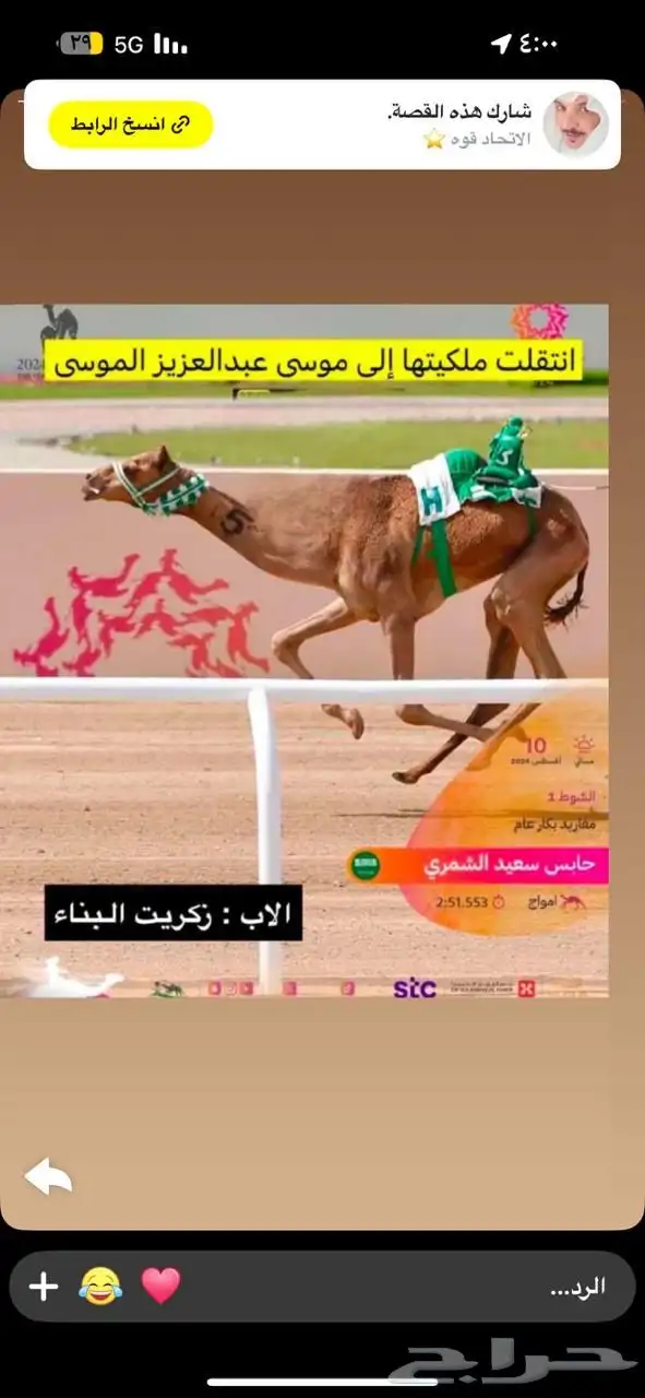 Local pregnant camels stud male producer 5