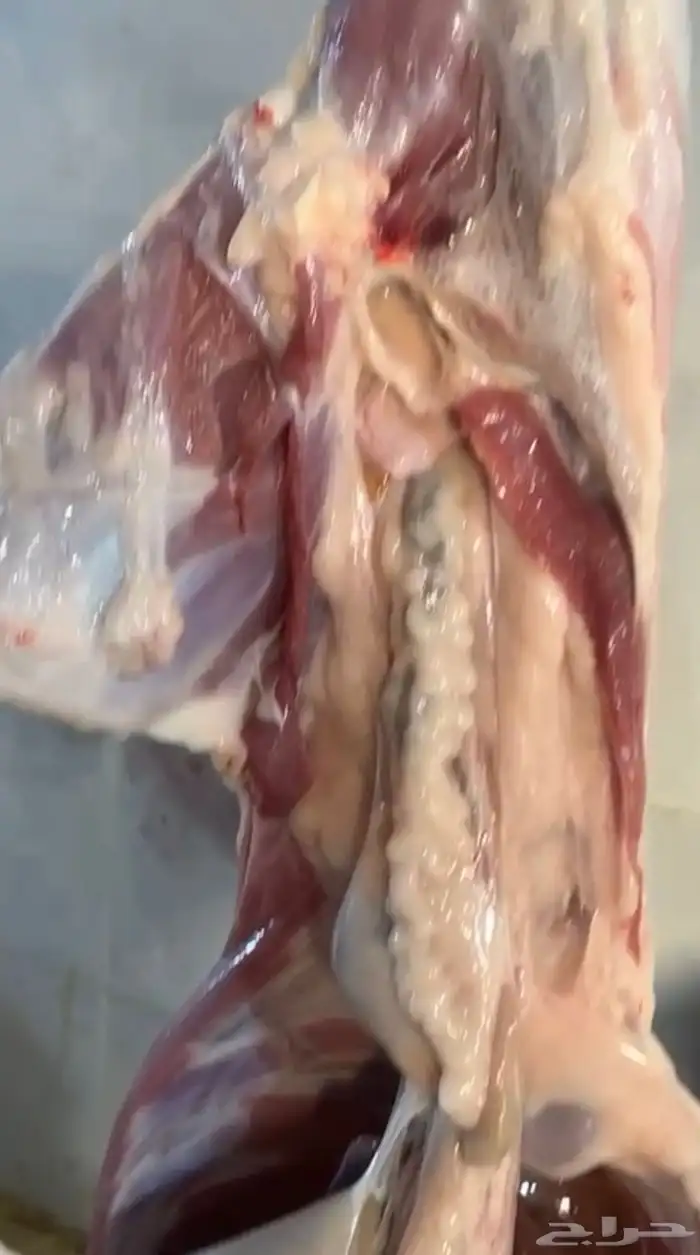 Goats for sacrifice fatty 12