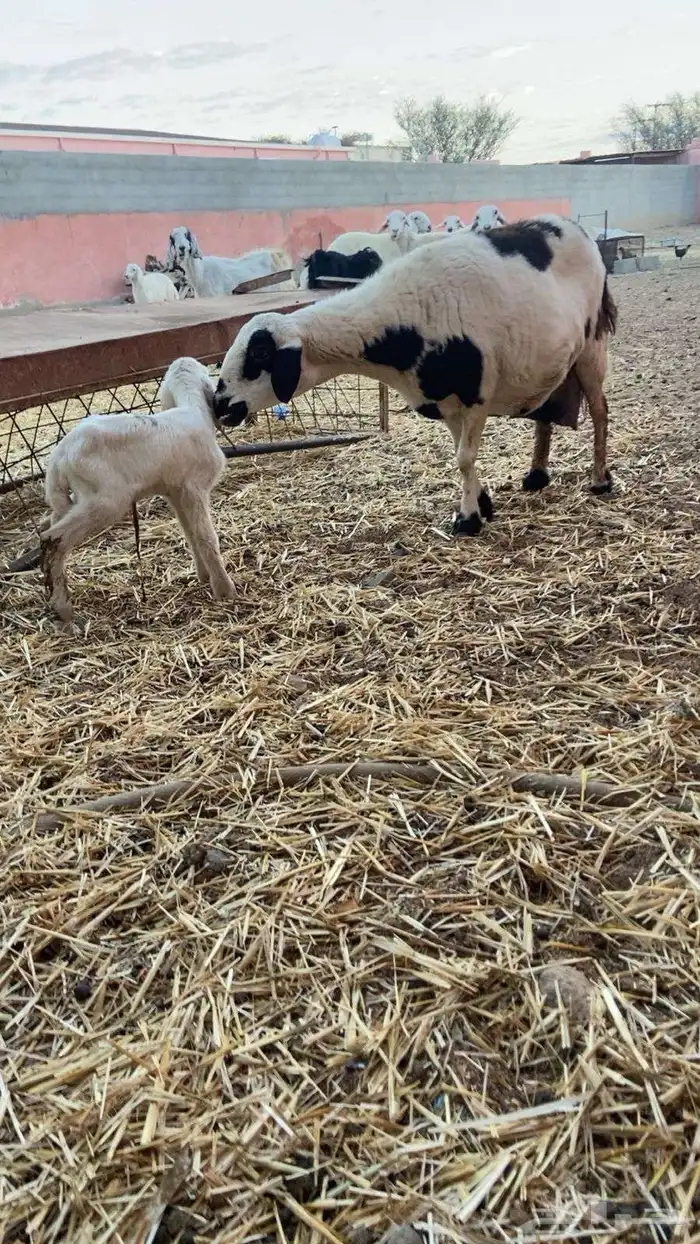 شاه خلفه تحتها طلي 1