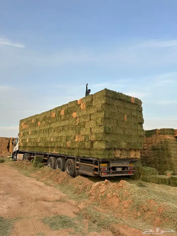 برسيم صافي 1