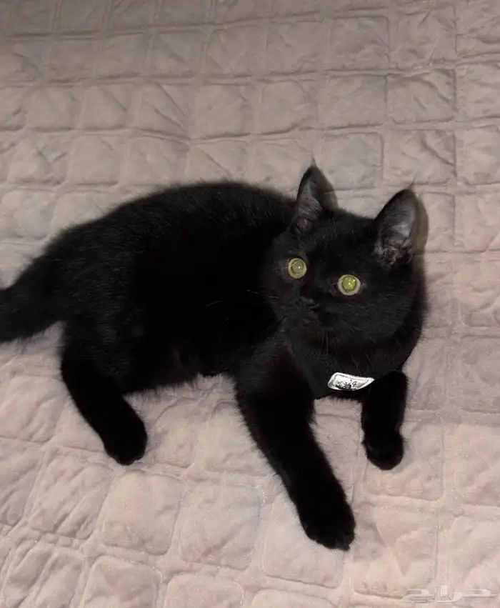 Bombay Scotch male cat needs mating 12