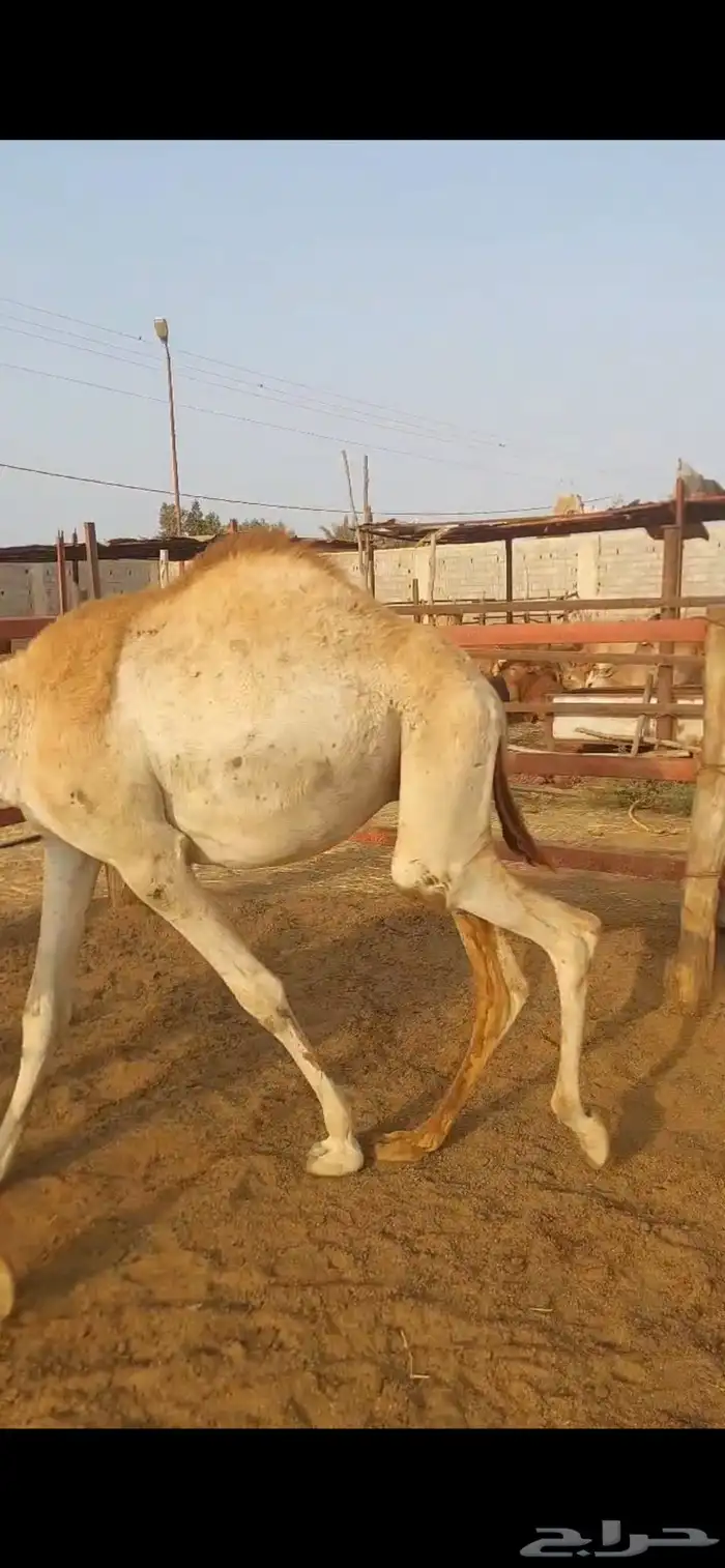 قعدان حشوان جمال صومالي 3