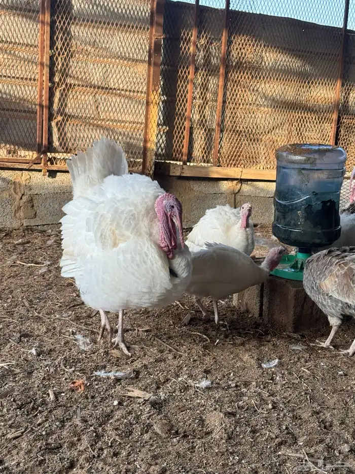 صيصان رومي 6