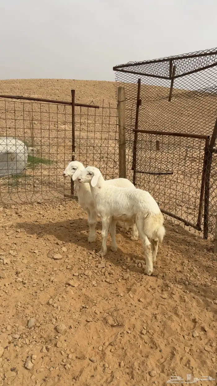 ذبايح حريات هرافي و نعيمي هرفي شامل الذبح والتوصيل 4