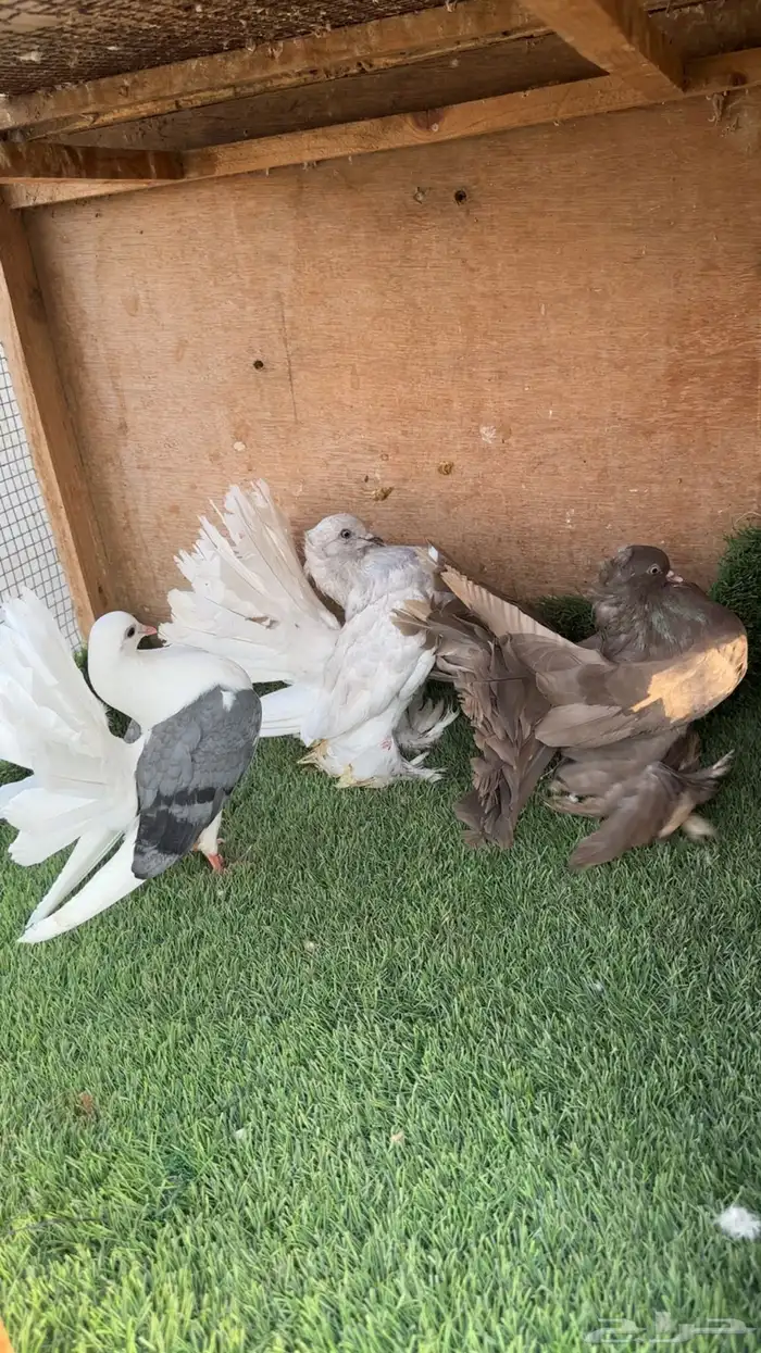 حمام خوارج 5