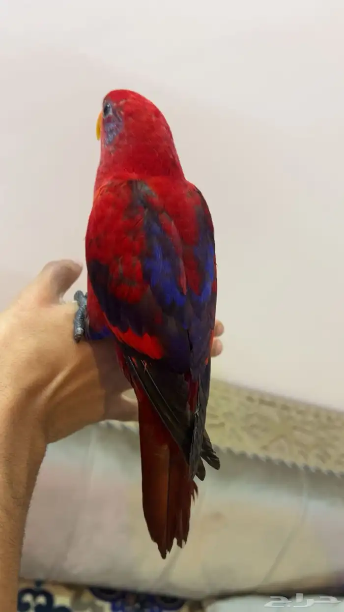 Super Jumbo Red Lory Chick  Special Opportunity 10