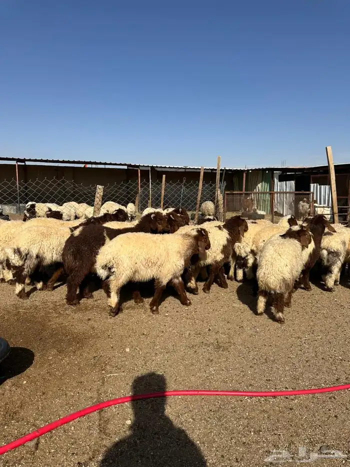 هرفي فاخر اللبييع 5