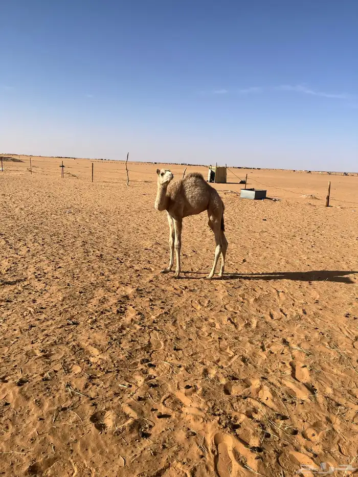 Purebred Offspring 7