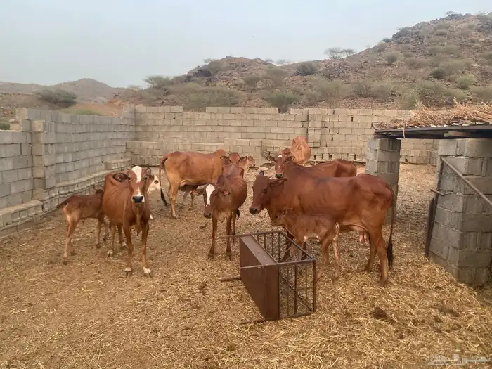 Cows for sale one herd 5